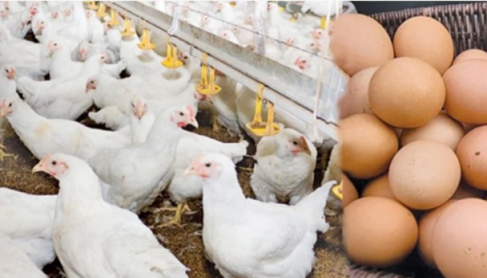 পোলট্রি খাতের অস্থিরতা তৈরির নেপথ্যে ভুঁইফোড় সংগঠন বিপিএ