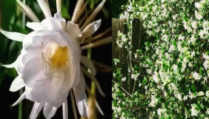 সুগন্ধে ভরে যাবে আপনার বাগান, নাইট কুইন গাছটি টবে লাগান এভাবে