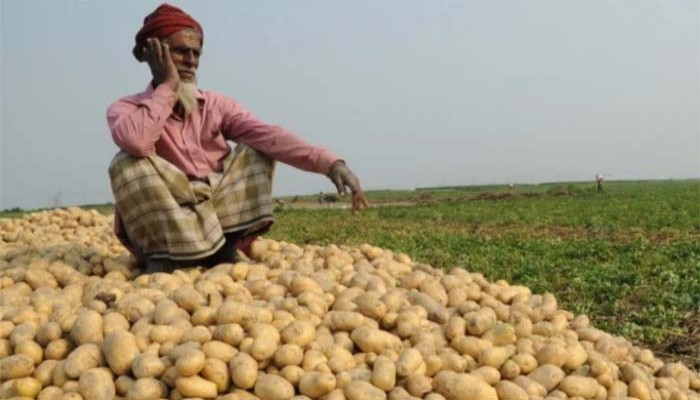 বিরামপুরে বিপাকে কৃষক আলুর কেজি ৫ টাকা
