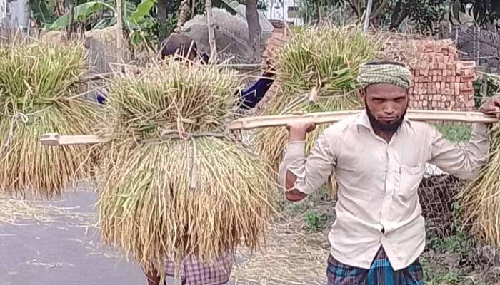 শ্রমিক সংকটে ধান কাটা ব্যাহত চিন্তায় ফুলবাড়ীর কৃষক শ্রমিক সংকটে ধান কাটা ব্যাহত চিন্তায় ফুলবাড়ীর কৃষক