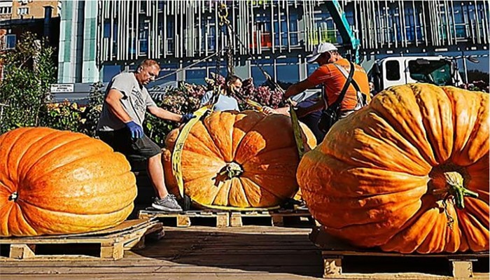 রাশিয়ায় কুমড়োর ওজন ষাঁড়ের সমান!