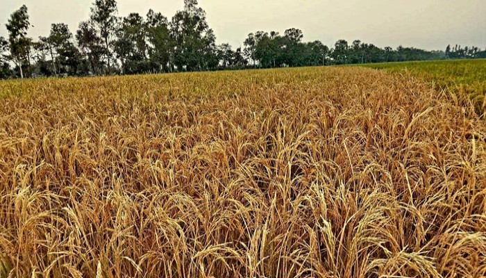 পত্নীতলায় বোরো ধানের জমিতে শত্রুতামূলক বিষ প্রয়োগ, থানায় অভিযোগ পত্নীতলায় বোরো ধানের জমিতে শত্রুতামূলক বিষ প্রয়োগ, থানায় অভিযোগ