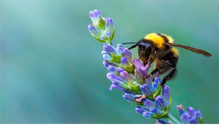 বিশ্ব মৌমাছি দিবস আজ ৯০ শতাংশ উদ্ভিদে পরাগায়ন ঘটায় মৌমাছি