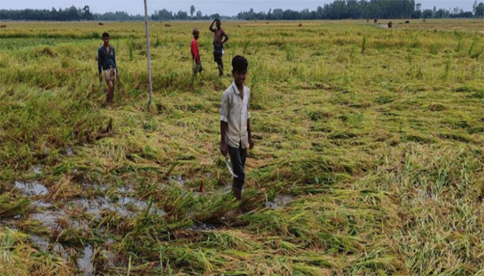 ফুলবাড়ীতে তিনদিনের টানা ঝড়-বৃষ্টিতে ধানচাষে বিপর্যয়, ক্ষতির আশঙ্কায় কৃষকরা ফুলবাড়ীতে তিনদিনের টানা ঝড়-বৃষ্টিতে ধানচাষে বিপর্যয়, ক্ষতির আশঙ্কায় কৃষকরা