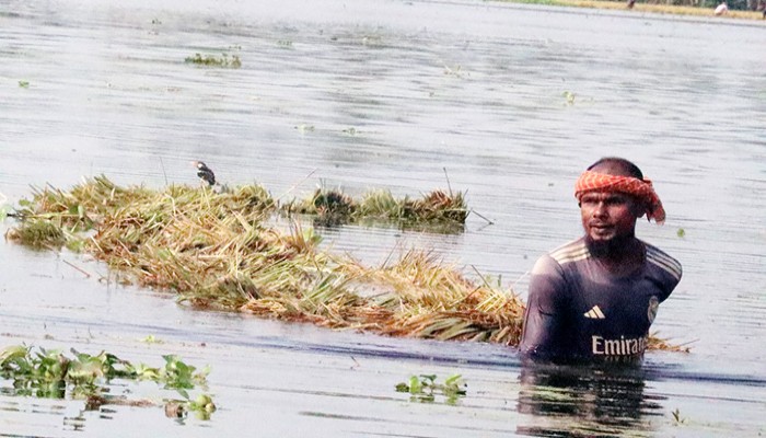 ফুলবাড়ীর ধানক্ষেতে পানির আগ্রাসন অপরিকল্পিত ক্যানেলের ফাঁদে কৃষকের চোখের জল!