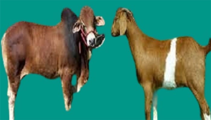 রাণীনগরে কোরবানীর গরুসহ ৯টি গরু-ছাগল চুরি