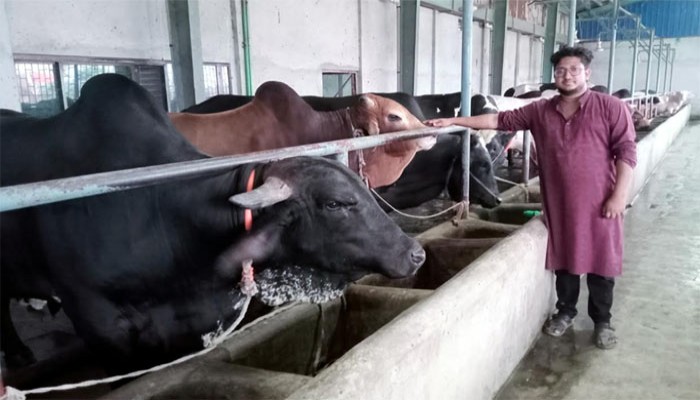 কোরবানির ঈদ ঘিরে ফুলবাড়ীর খামারিদের ব্যস্ততা তুঙ্গে কোরবানির ঈদ ঘিরে ফুলবাড়ীর খামারিদের ব্যস্ততা তুঙ্গে