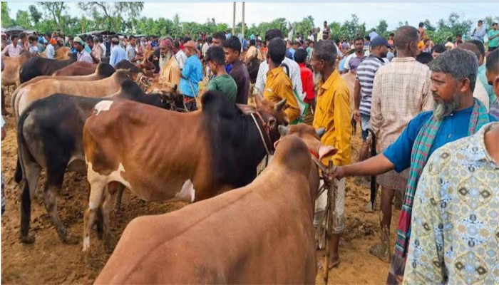 চৌবাড়িয়া পশুর হাটে জমজমাট বেচাকেনা চৌবাড়িয়া পশুর হাটে জমজমাট বেচাকেনা