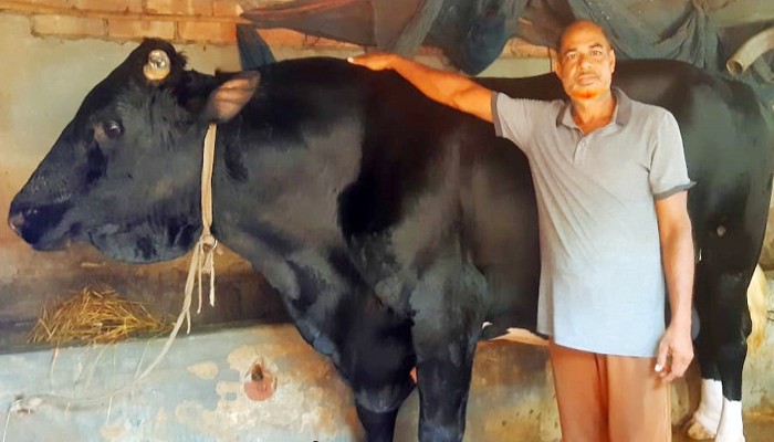 আত্রাইয়ে কৃষকের ঘরে ৩৬মনের ষাঁড় \ কাঙ্খিত দর পাওয়া নিয়ে শংকা!
