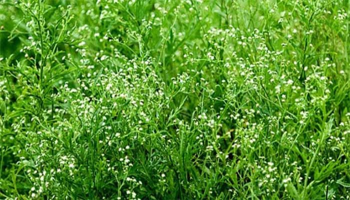 বরেন্দ্র অঞ্চলে উদ্বেগ ছড়াচ্ছে বিষাক্ত উদ্ভিদ পার্থেনিয়াম