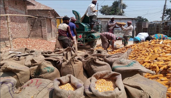 ফুলবাড়ীতে ভুট্টার বাম্পার ফলন মন্দা বাজার: বিপাকে কৃষক