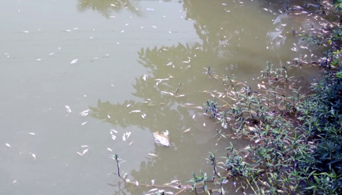রাণীনগরে যুবদল নেতার পুকুরে বিষ দিয়ে ১৫লাখ টাকার মাছ নিধনের অভিযোগ