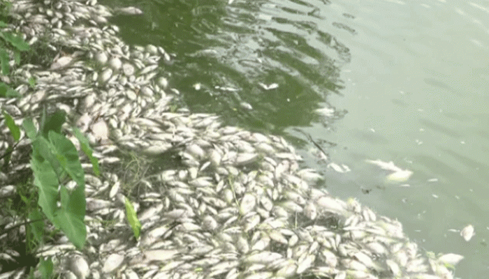 বাগমারায় দুটি পুকুরে বিষ ঢেলে দিয়ে প্রায় ১২ লাখ টাকার চাষকৃত মাছ নিধন করেছে দুর্বৃত্তরা