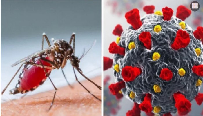 ভয়াল রূপে ফিরছে ডেঙ্গু ও করোনা