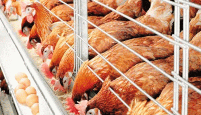 বাড়তি করের চাপে পোলট্রি শিল্প বাড়তি করের চাপে পোলট্রি শিল্প