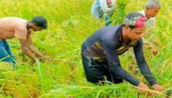 তানোরে টি-আমণ ধানের বাম্পার ফলন তানোরে টি-আমণ ধানের বাম্পার ফলন