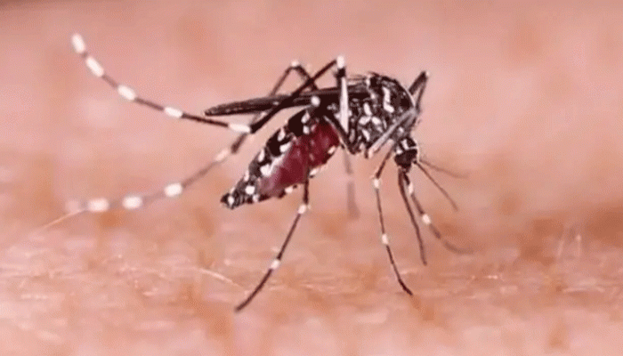 দেশে ডেঙ্গুতে আরও ২ জনের মৃত্যু দেশে ডেঙ্গুতে আরও ২ জনের মৃত্যু