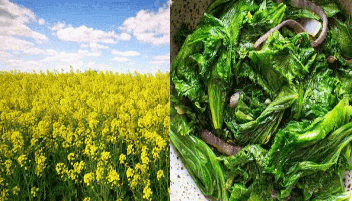 আশি বছরেও হার্ট ভালো থাকে এই শাকের গুণে! আশি বছরেও হার্ট ভালো থাকে এই শাকের গুণে!