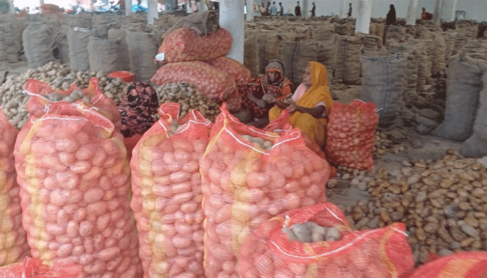 তানোরে আলুর বস্তার ভাড়া ১২ টাকা!