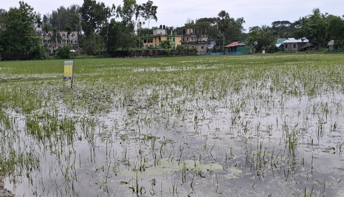 নোয়াখালীতে জলাবদ্ধতায় আউশের খেত-আমনের বীজতলায় ব্যাপক ক্ষতি নোয়াখালীতে জলাবদ্ধতায় আউশের খেত-আমনের বীজতলায় ব্যাপক ক্ষতি