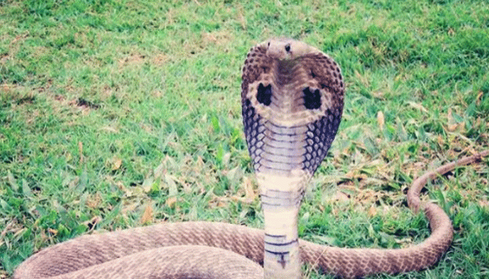 সাপে কামড়ালে ভুলেও দেবেন না বাঁধন, তার বদলে কী করা উচিত? জেনে নিন সাপে কামড়ালে ভুলেও দেবেন না বাঁধন, তার বদলে কী করা উচিত? জেনে নিন