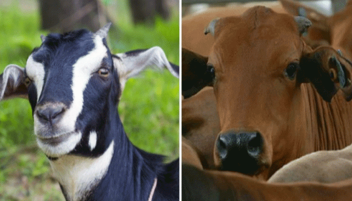 পাবনায় এক রাতে তিন বাড়ির ১০টি গরু-ছাগল চুরি