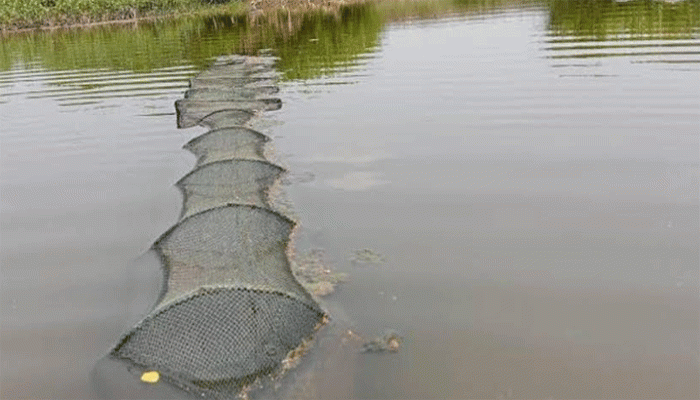 তানোরে নিষিদ্ধ চায়না রিং ও কারেন্ট জালে ধ্বংস হচ্ছে দেশীয় মাছ
