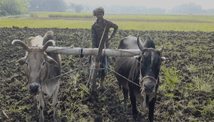 তানোরে আধুনিকতার ছোঁয়ায় হারিয়ে যাচ্ছে লাঙল-জোয়াল