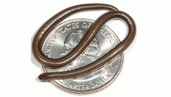 হারিয়ে যাওয়ার দুই দশক পরে ফিরে এল বিশ্বের সবচেয়ে ছোট সাপ