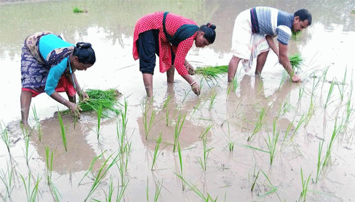 খরার অবসানে আমন চাষে স্বস্তির সুবাতাস ফুলবাড়ীতে
