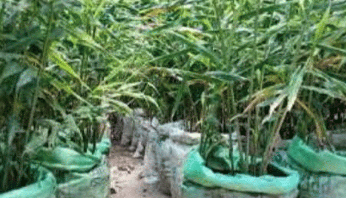 তানোরে বস্তায় আদা চাষ জনপ্রিয় হয়ে উঠেছে
