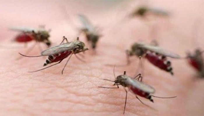 আজ বিশ্ব মশা দিবস আজ বিশ্ব মশা দিবস