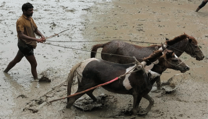 তানোরে চাষাবাদে গরুর বদলে বাড়ছে ঘোড়া দিয়ে মই চাষ