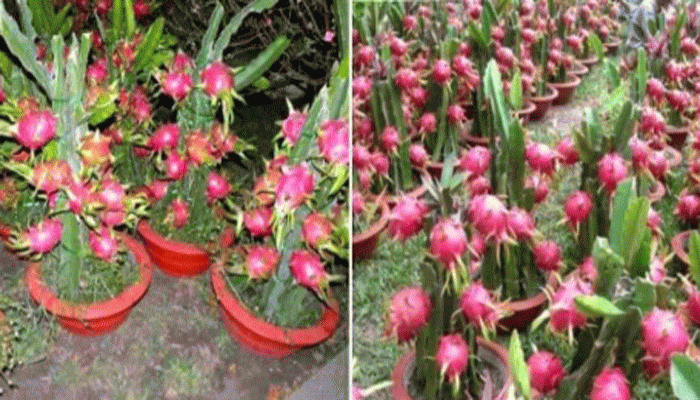 বাড়ির বাগানেই চাষ করুন ড্রাগন ফল