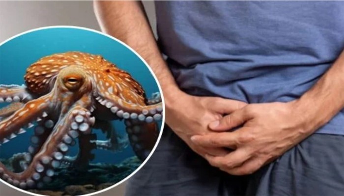 অক্টোপাসের সঙ্গে যৌন সঙ্গম, পুরুষাঙ্গ খোয়ালেন যুবক! নেটপাড়ায় হৈ চৈ