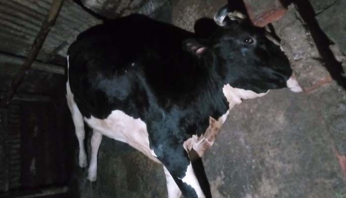 রাজশাহীতে ভুল চিকিৎসায় গর্ভবতী গাভীর মৃত্যু, পশু চিকিৎসকের বিরুদ্ধে অভিযোগ দায়ের