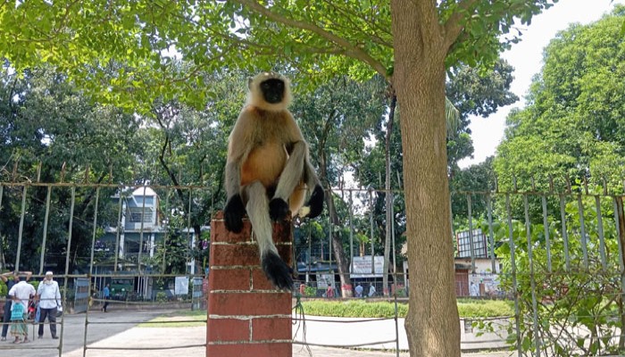 আত্রাইয়ে লোকালয়ে হুনুমান উৎসুক জনতার ভীড় আত্রাইয়ে লোকালয়ে হুনুমান উৎসুক জনতার ভীড়