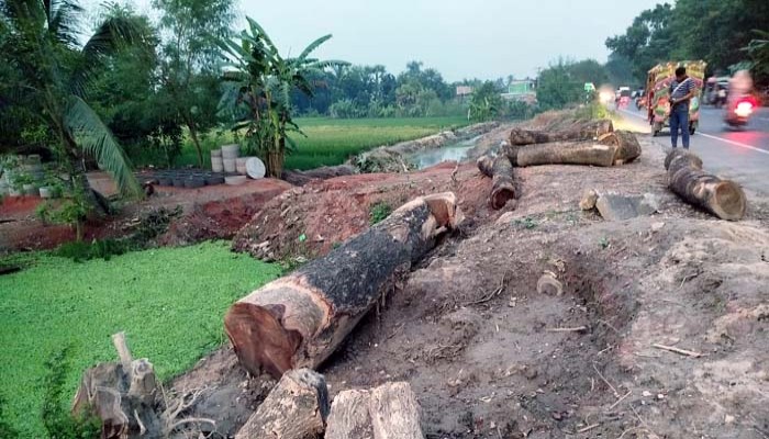 রাজশাহীতে গাছ হত্যা বন্ধে চিঠি প্রদান সচেতন নগরবাসীর