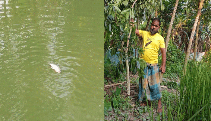 রাণীশংকৈলে পুকুরে বিষ প্রয়োগ করে প্রায় ৫০ হাজার টাকার মাছ নিধন ও গাছ কর্তন