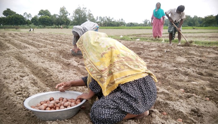 ফুলবাড়ীতে আগাম আলু চাষে ঝুঁকে পড়েছেন কৃষক ফুলবাড়ীতে আগাম আলু চাষে ঝুঁকে পড়েছেন কৃষক