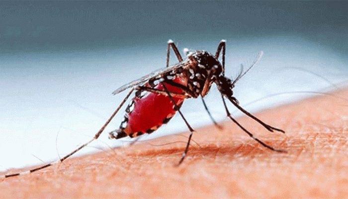 গত ২৪ ঘণ্টায় ডেঙ্গু আক্রান্ত হয়ে ৪ জনের মৃত্যু গত ২৪ ঘণ্টায় ডেঙ্গু আক্রান্ত হয়ে ৪ জনের মৃত্যু