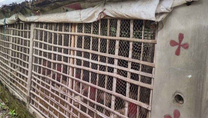 বিদ্যালয়ের পাশে পোল্ট্রি ফার্ম, দুর্গন্ধে অতিষ্ঠ শিক্ষার্থীরা