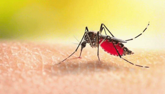 গত ২৪ ঘণ্টায় ডেঙ্গুতে আক্রান্ত হয়ে আরও ৩ জনের মৃত্যু