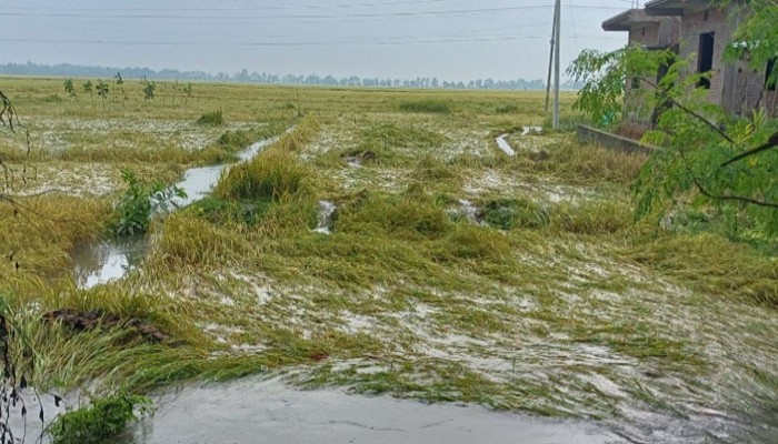 তানোরে কার্তিকের কান্নায় কৃষকের স্বপ্ন ভঙ্গ