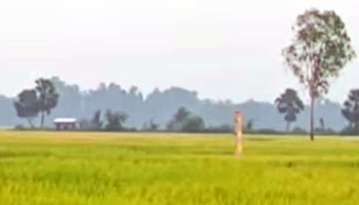 তানোরে প্রতিপক্ষকে ফাঁসিয়ে বসে আনতে পুকুরে মাছ চুরির নাটক