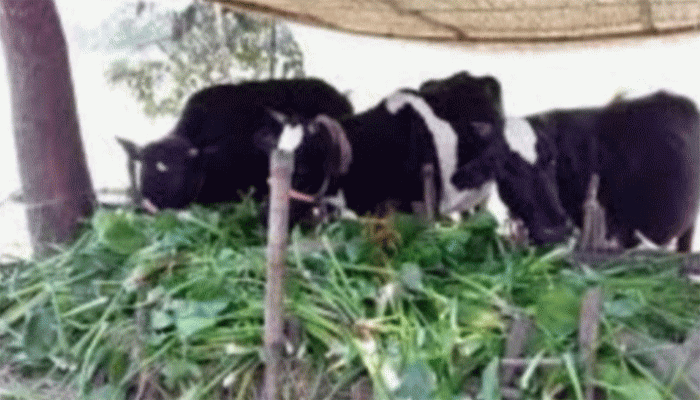 তানোরে গো-খাদ্যর সংকট বিপাকে গৃহস্থ-খামারি