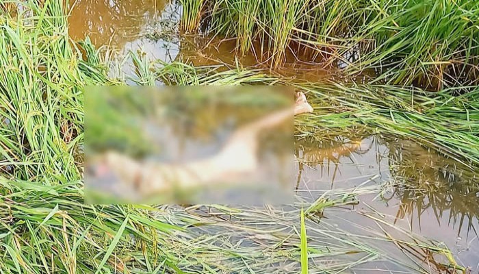 রাণীনগরে ধানক্ষেত থেকে যুবকের লাশ উদ্ধার, পরিবারের দাবি হত্যা