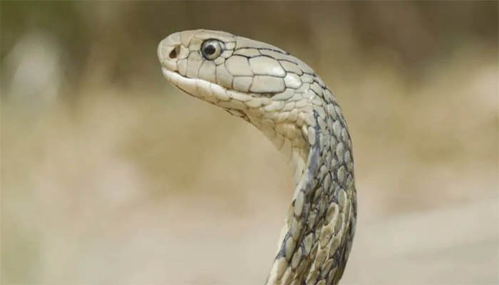 শীত এলেই সাপেরা কোথায় যায়?