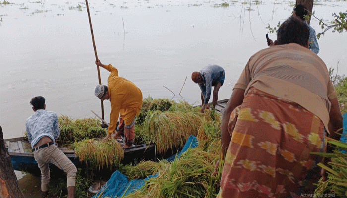 রাজশাহীতে বৃষ্টিতে সাড়ে ১০ কোটি টাকার ফসল নষ্ট