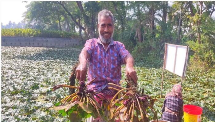 জলাবদ্ধ জমিতে ফলছে সোনার ফসল, কৃষকের মুখে হাসি